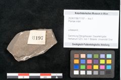 Foto (Objekt + Etikett) von Plantae indet.  (NHMW-GEO-2024-0188-11197)